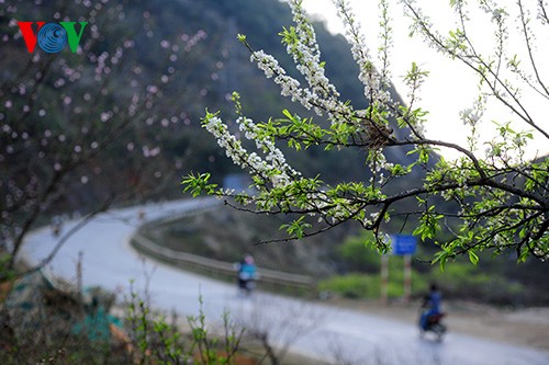Spring has sprung on Moc Chau Plateau  - ảnh 10